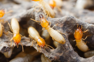 Pest Control Termites