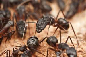 Pest Control - Ants